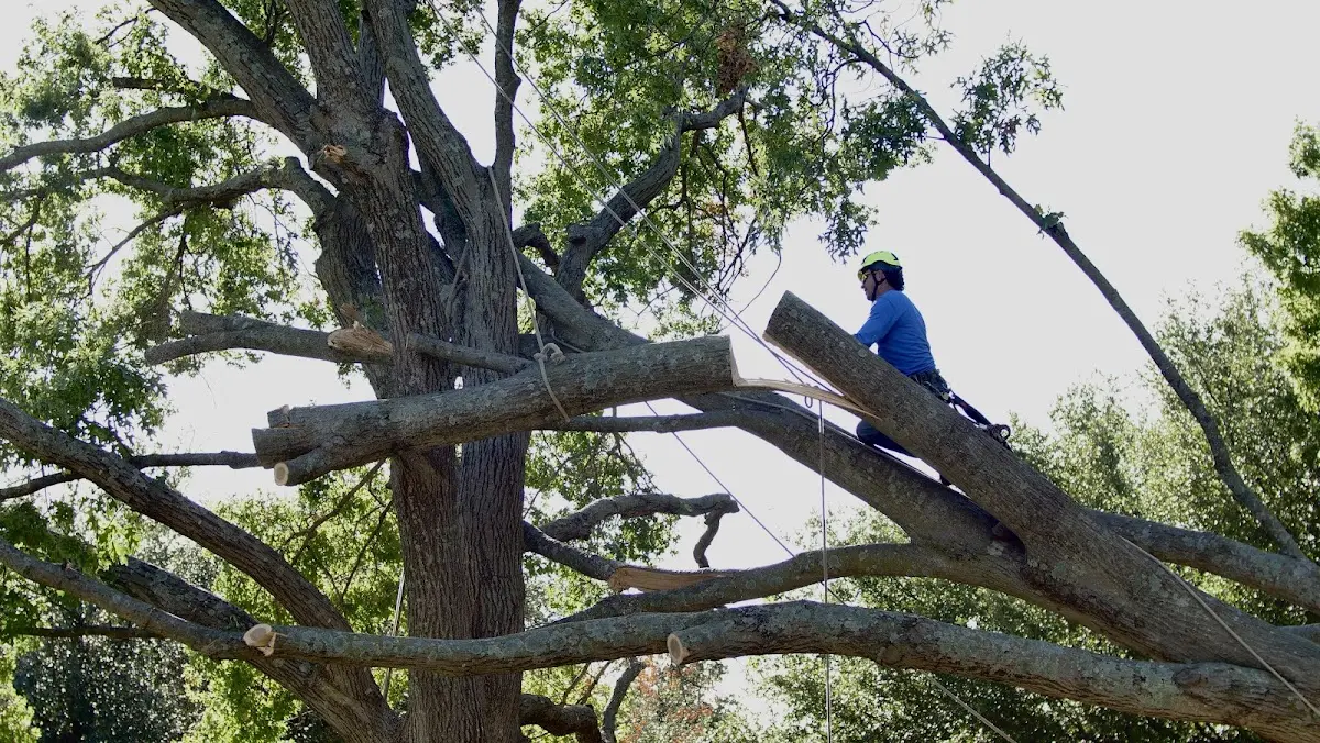 Professional Hazardous Tree Removal performed by certified arborists in Rives